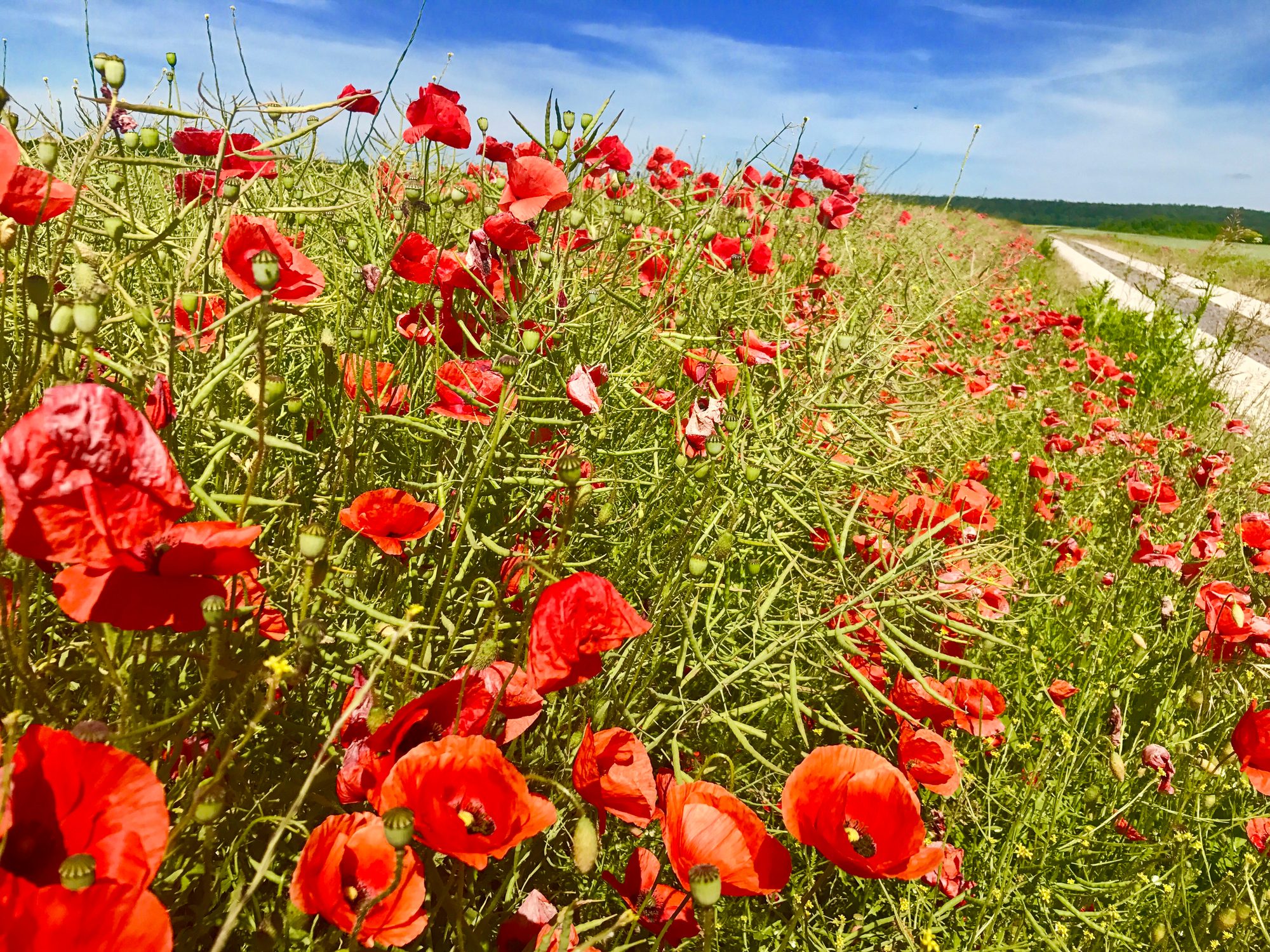 Feldrand Raps – Vielfalt am Rand